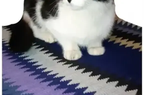 Найдена черно-белая кошка на Черемушки, Краснодар