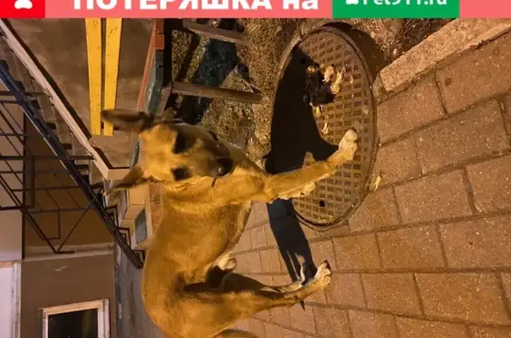 Собака Кабель найдена в Калининграде