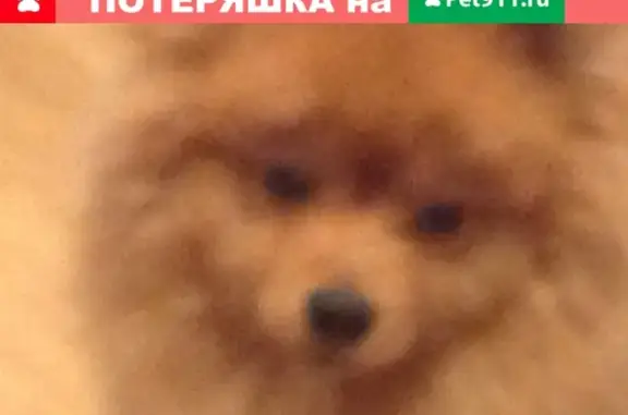 Пропала собака Шпиц в Тарусском районе, КП Приокский, имя Арчи.