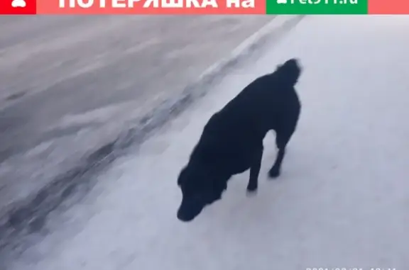 Собака найдена на улице Амундсена (Екатеринбург)