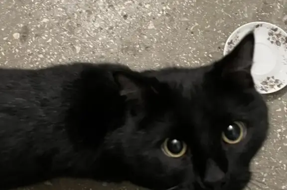 Найдена черная кошка на Санаторной, 13