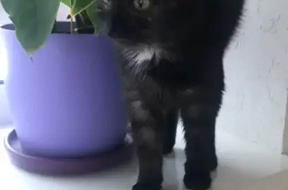 Найдена черная кошка в Ульяновске