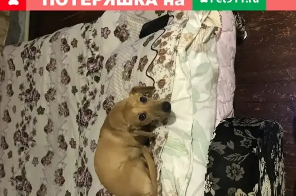 Собаки потеряшки, Нижний Новгород, фото: Потеряшка собака Моня в Н. Новгороде