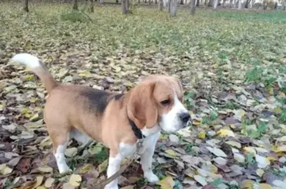Пропала собака Бигль в лесу Вологодской области