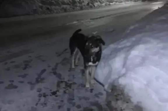 Собака найдена в деревне 15 км от Павловского Посада.