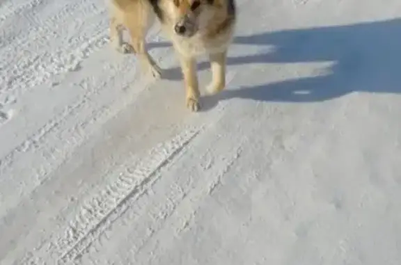 Собака с ошейником найдена в Новосибирске