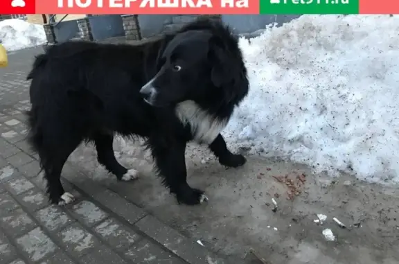 Собака на ул. Академика Легостаева, д.4, Королёв