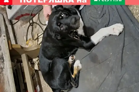 Найдена собака у детского санатория в СПб