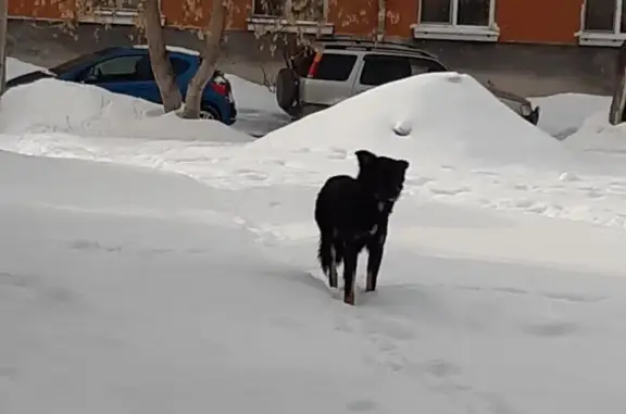 Найдена потерявшаяся собака в центре Екатеринбурга