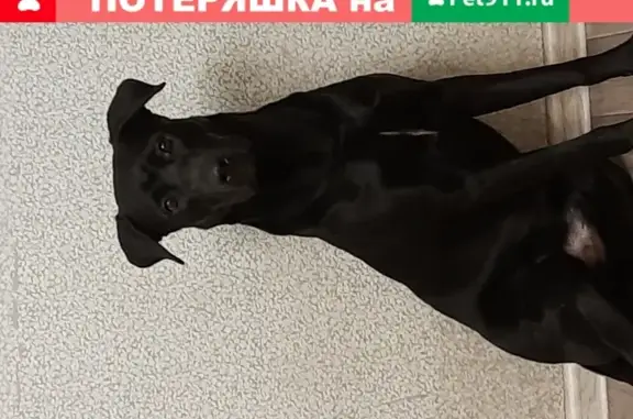 Собаки потеряшки, Ульяновск, фото: Потеряшка собака Арчи в районе 57 школы, Ульяновск