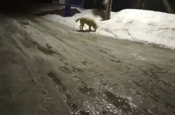 Найдена белая собака в Птичном поселке