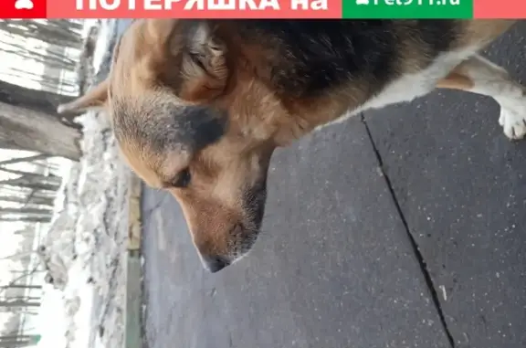 Собака без ошейника возле Пятерочки в Плющево, Москва.
