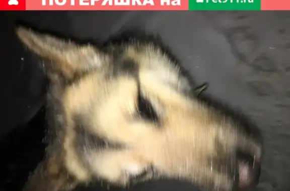 Собака найдена на улице В. Лесунова, 6