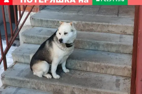 Собака найдена у дома Ватутина 36к1 в Подольске