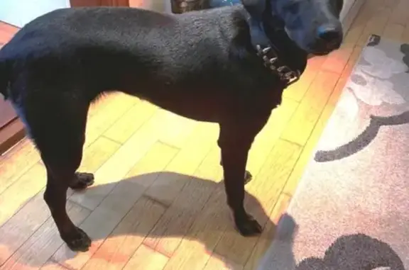 Найдена собака в Севастополе, с украшениями в виде патронов