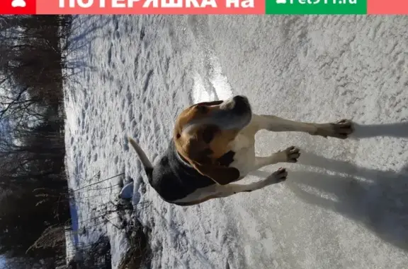 Собака Бигль найдена в Старой Ведуге, Семилукский район.