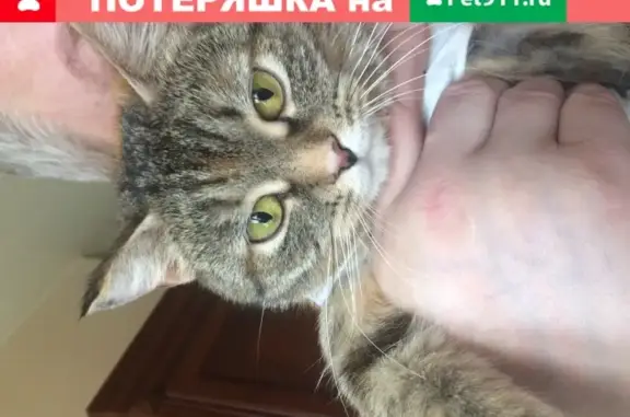 Найдена ласковая кошка в Мытищах, ищем нового хозяина
