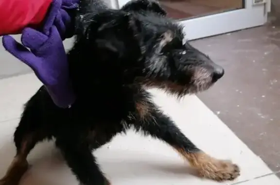 Найдена собака в районе Альгешево, проблемы с задними ногами