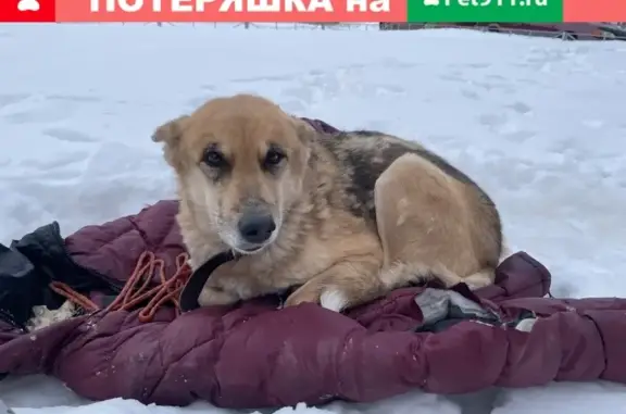 Найдена собака на ул. Рябикова в Ульяновске
