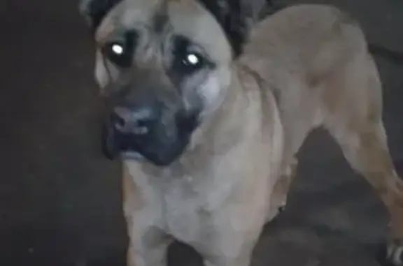 Потерянные животные Калининград, фото: Пропала собака Лола в Калининграде