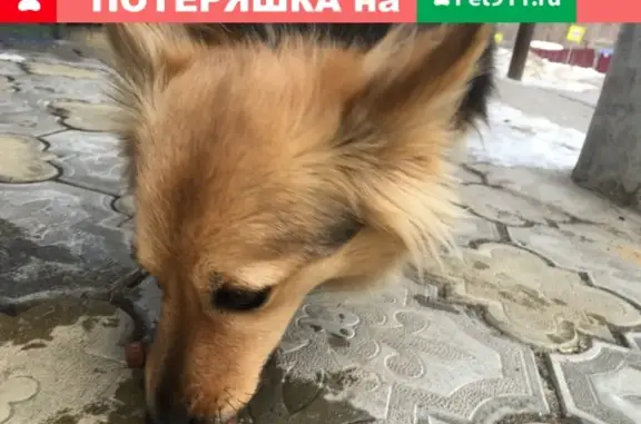 Найдена собака, Нижний Новгород, фото: Найдена собака на ул. Снежная, 80 в Н. Новгороде