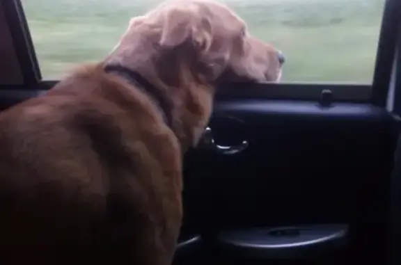 Собаки потеряшки, Липецк, фото: Потеряшка собака Ширхан в Липецке