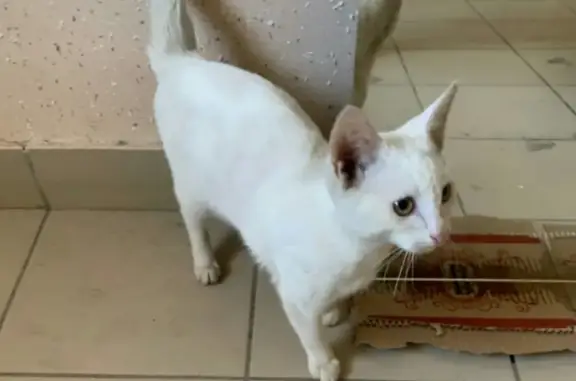 Кошка найдена в Астрахани
