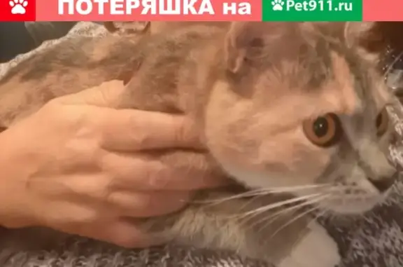 Найдена кошка с красным ошейником в Петербурге