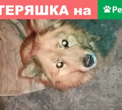 Найдена собака в поселке Нетьинка, Брянск
