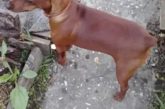 Пропала собака Стеша в Геленджике