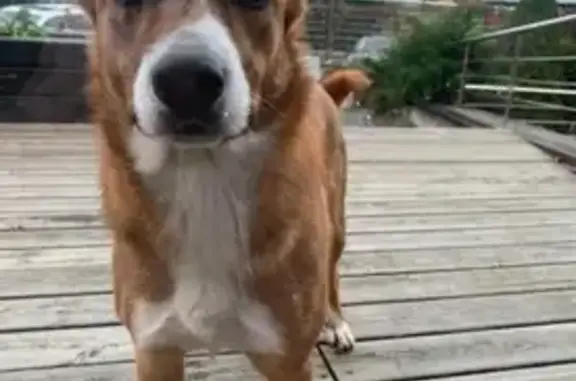 Пропала собака Лиса в Подольском районе