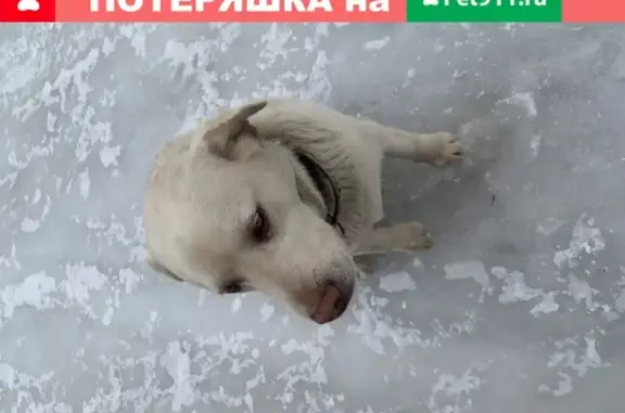 Собака с зеленым ошейником найдена в поселке Селезневский (Тамбовская область)