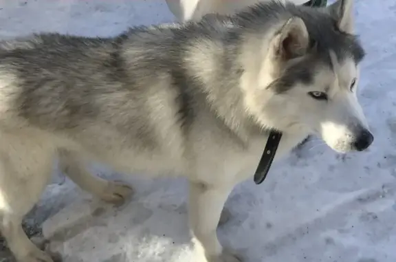 Собака Самец найдена в Н. Новгороде.