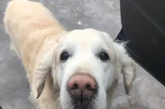 Найдена собака в деревне Ельня у магазина «Пятерочка»
