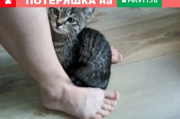 Найдена кошка на ул. Комиссарова, 61.