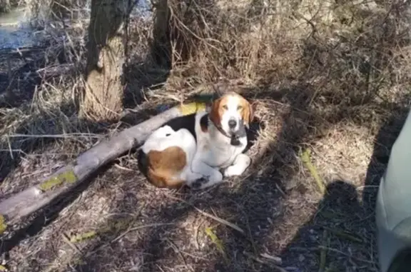 Найден охотничий пёс в Белгороде