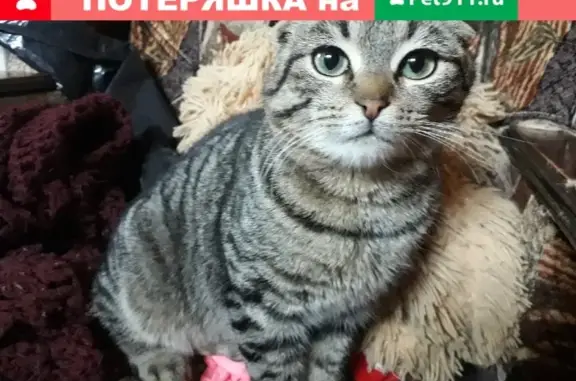 Найден голодный котик с вислоухостью и коротким хвостом в Ниженке, Липецк