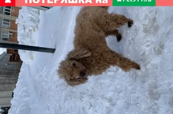 Найдена собака, Нижний Новгород, фото: Собака Пудель мальтийский в Нижнем Новгороде