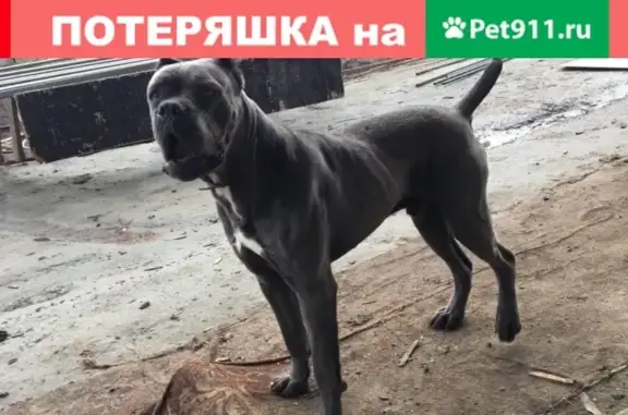 Пропала собака породы кане корсо, серого окраса в Краснодаре.