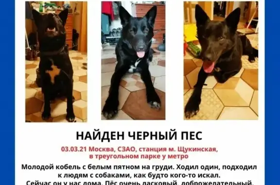 Собака Кобель найдена у м. Щукинская, Москва
