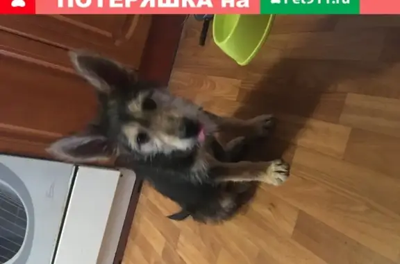 Найдена собака в Санкт-Петербурге в 6.30 утра
