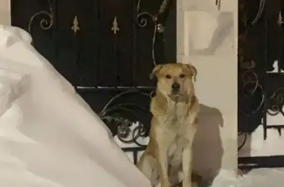 Пропала собака в Видном: +79645575505