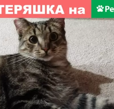 Пропал кот Тимоша на улице Молостовых, Москва