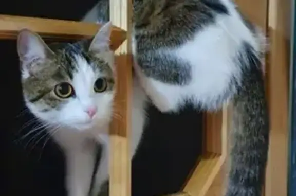 Кошки потеряшки, Ярославль, фото: Потеряшка кошка в селе Матвеевское, Ростовский район, Ярославская область