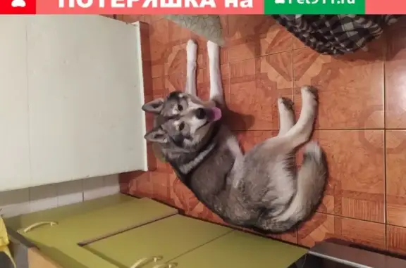 Собака найдена на Комсомольском проспекте 113, звоните!