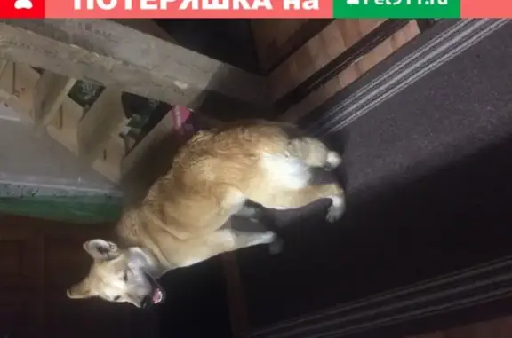 Пропала собака Лайка в СНТ Бурёнушка, Екатеринбург