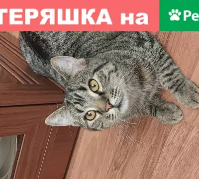 Найдена кошка на Волгоградском проспекте 157к1
