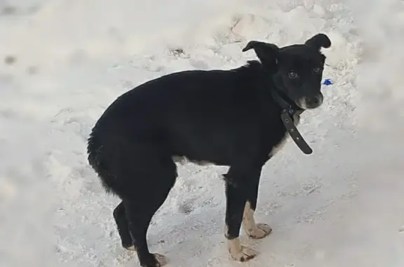 Найдена собака в Новокузнецке на ул. Циолковского, 41
