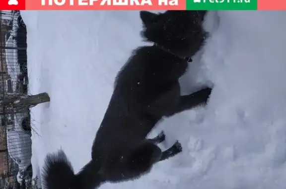 Найдена домашняя собака на улице Громова, 30