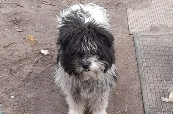 Найдена собака на улице Железнодорожной